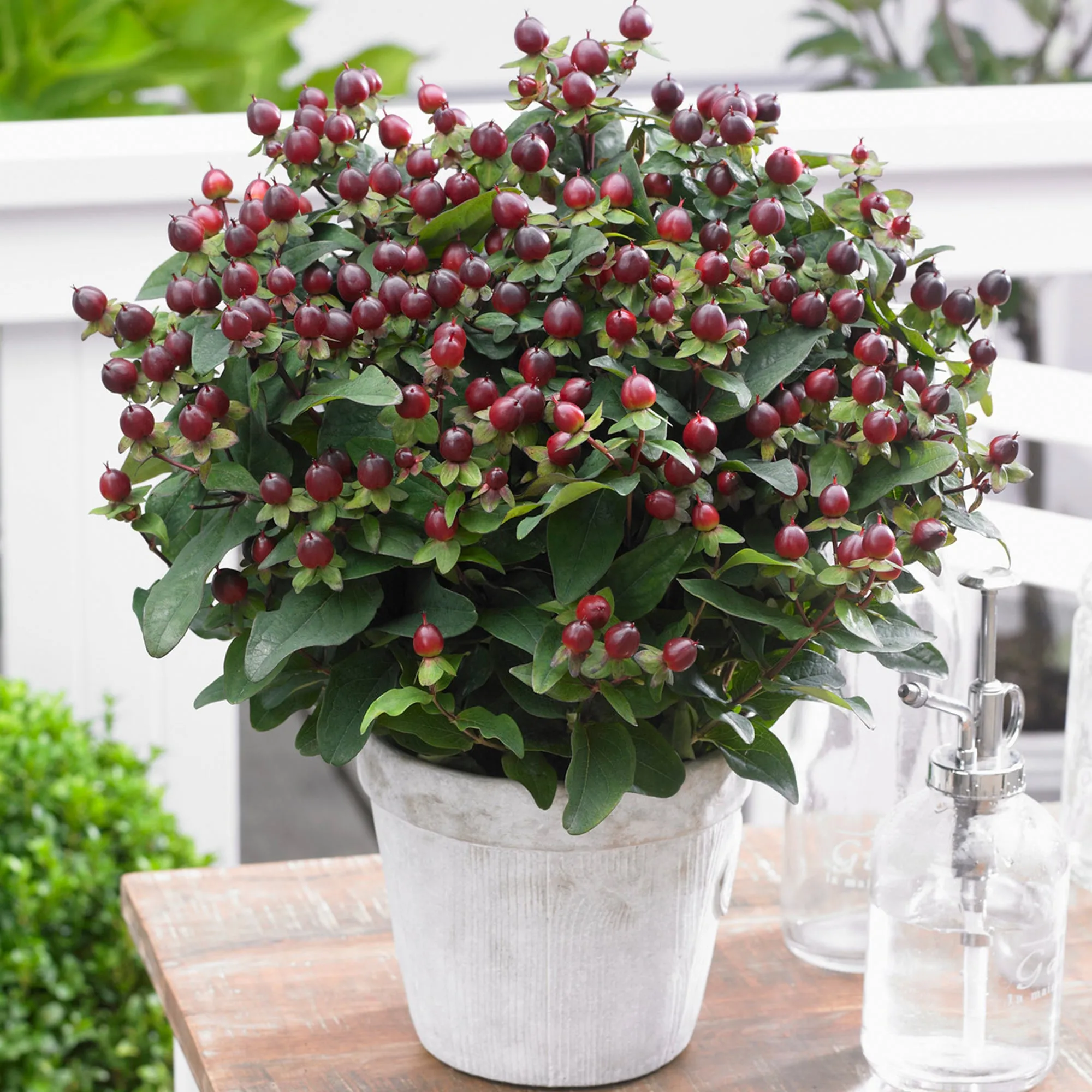 Hypericum 'Magical Universe'