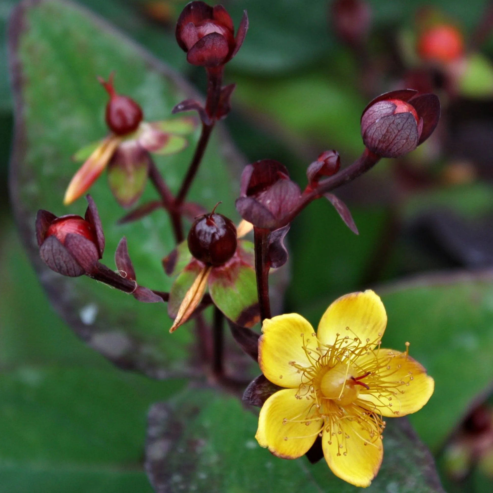Hypericum 'Magical Universe'