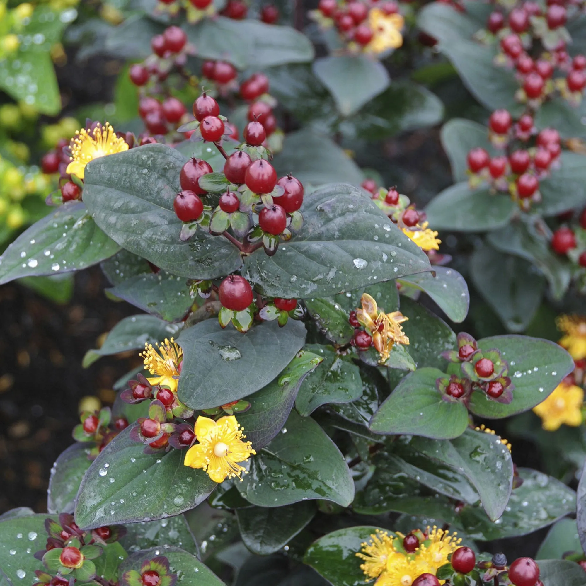 Hypericum 'Magical Universe'