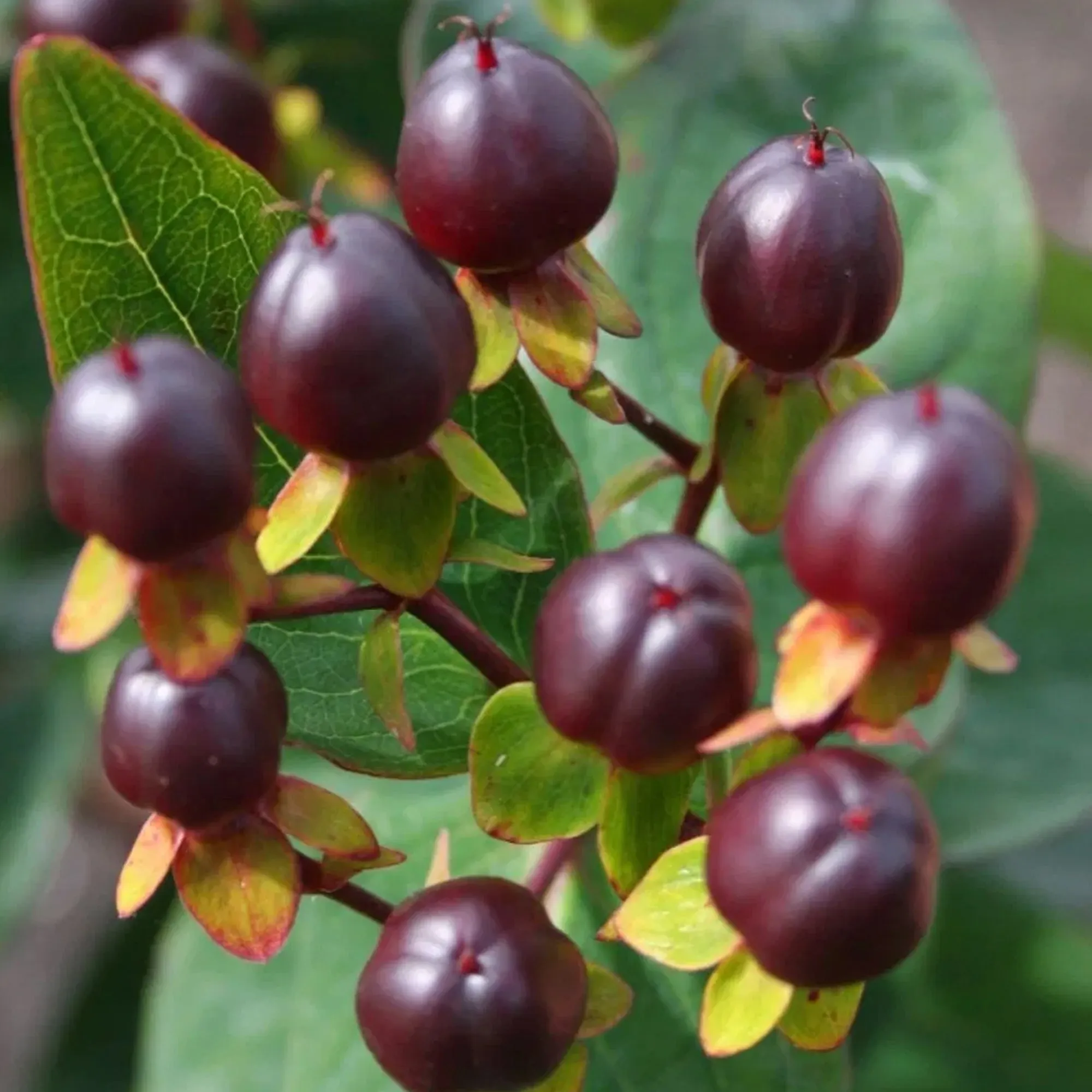 Hypericum 'Magical Universe'