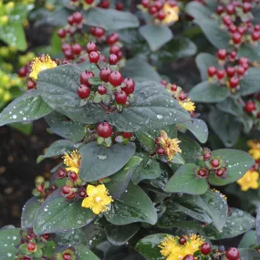 Hypericum 'Magical Universe'