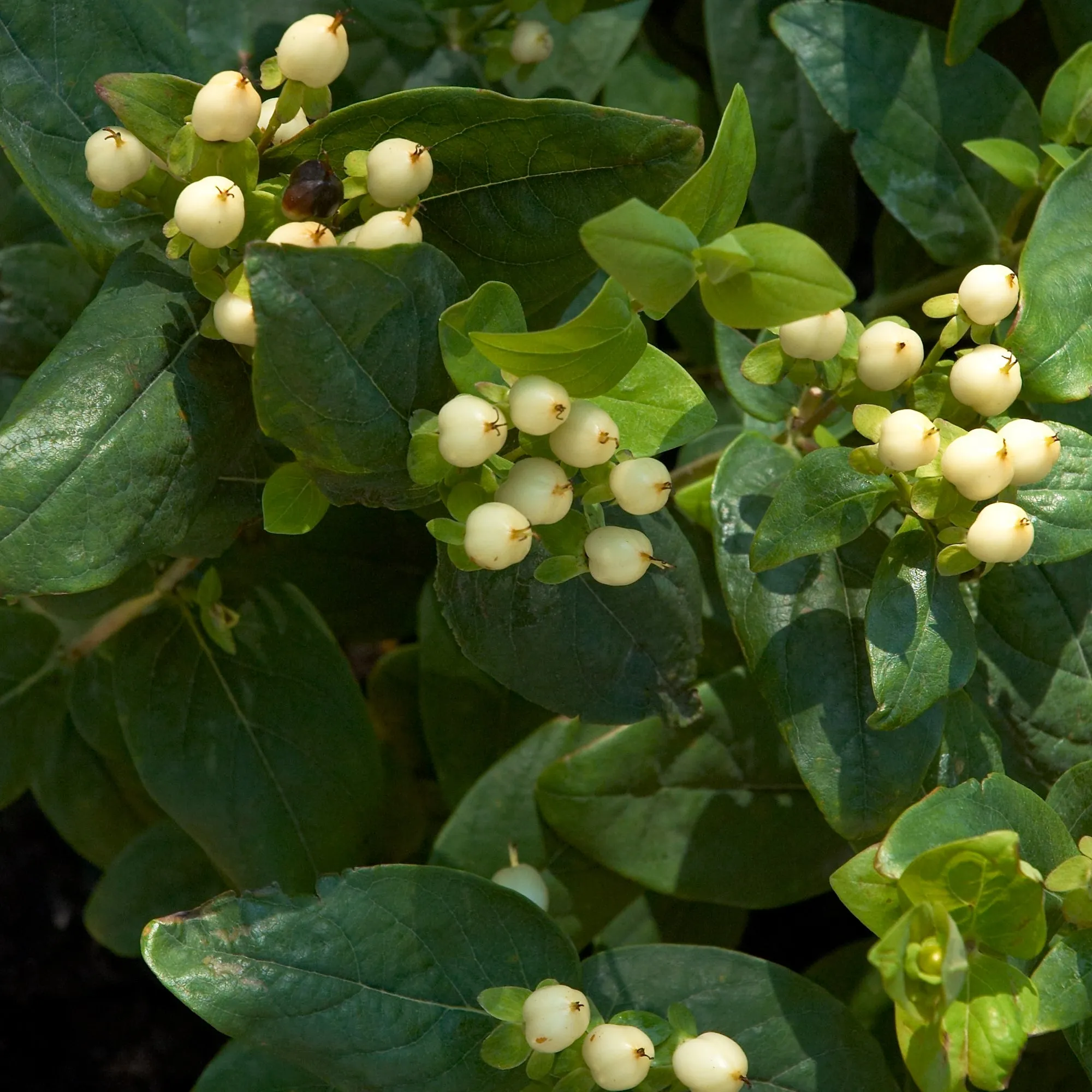 Hypericum 'Magical White'
