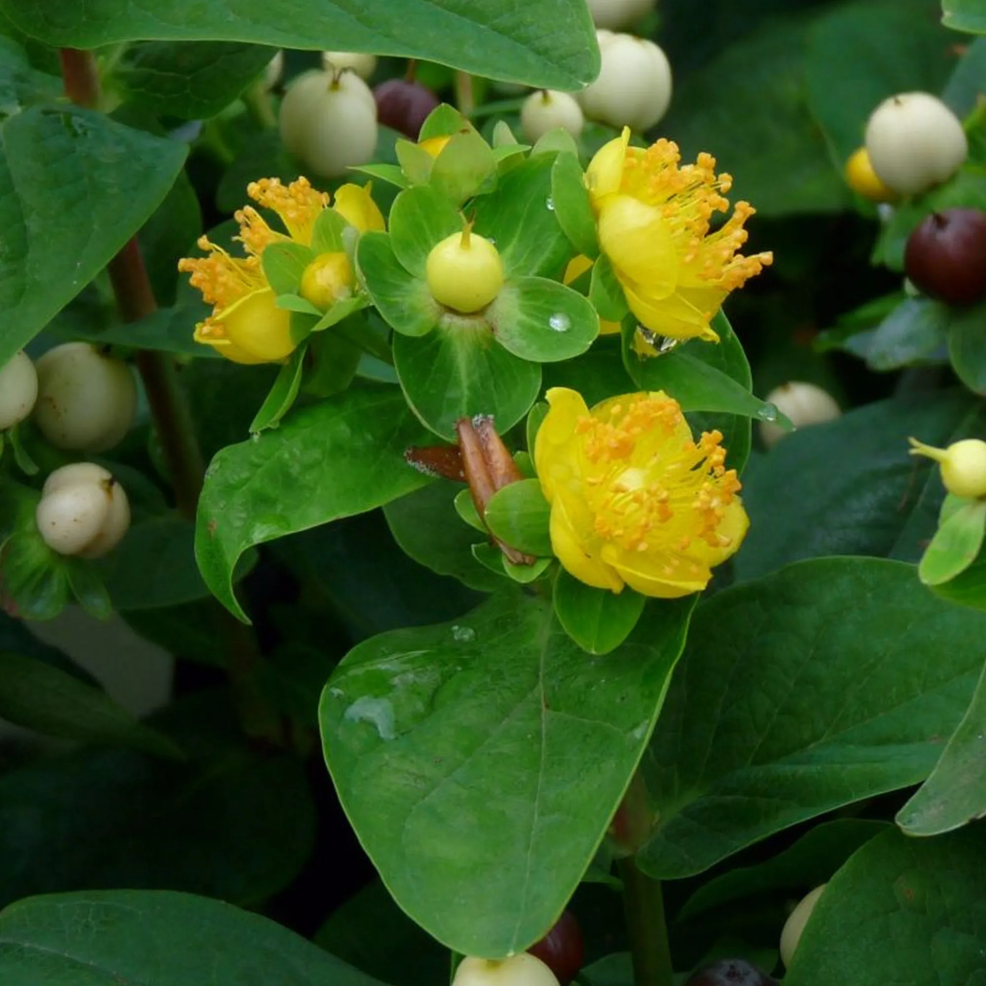 Hypericum 'Magical White'