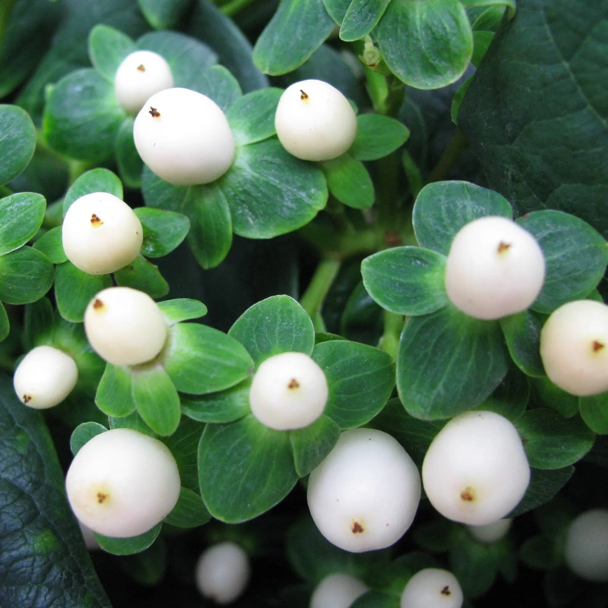 Hypericum 'Magical White'