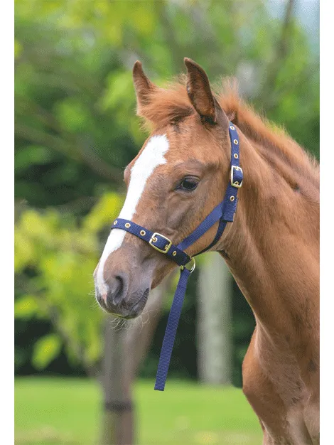 Nylon Foal Slip